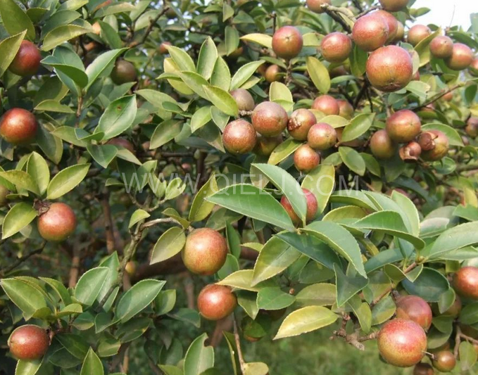 茶籽油壓榨設(shè)備認(rèn)準(zhǔn)企鵝機(jī)械，性能穩(wěn)定操作便利(圖1)